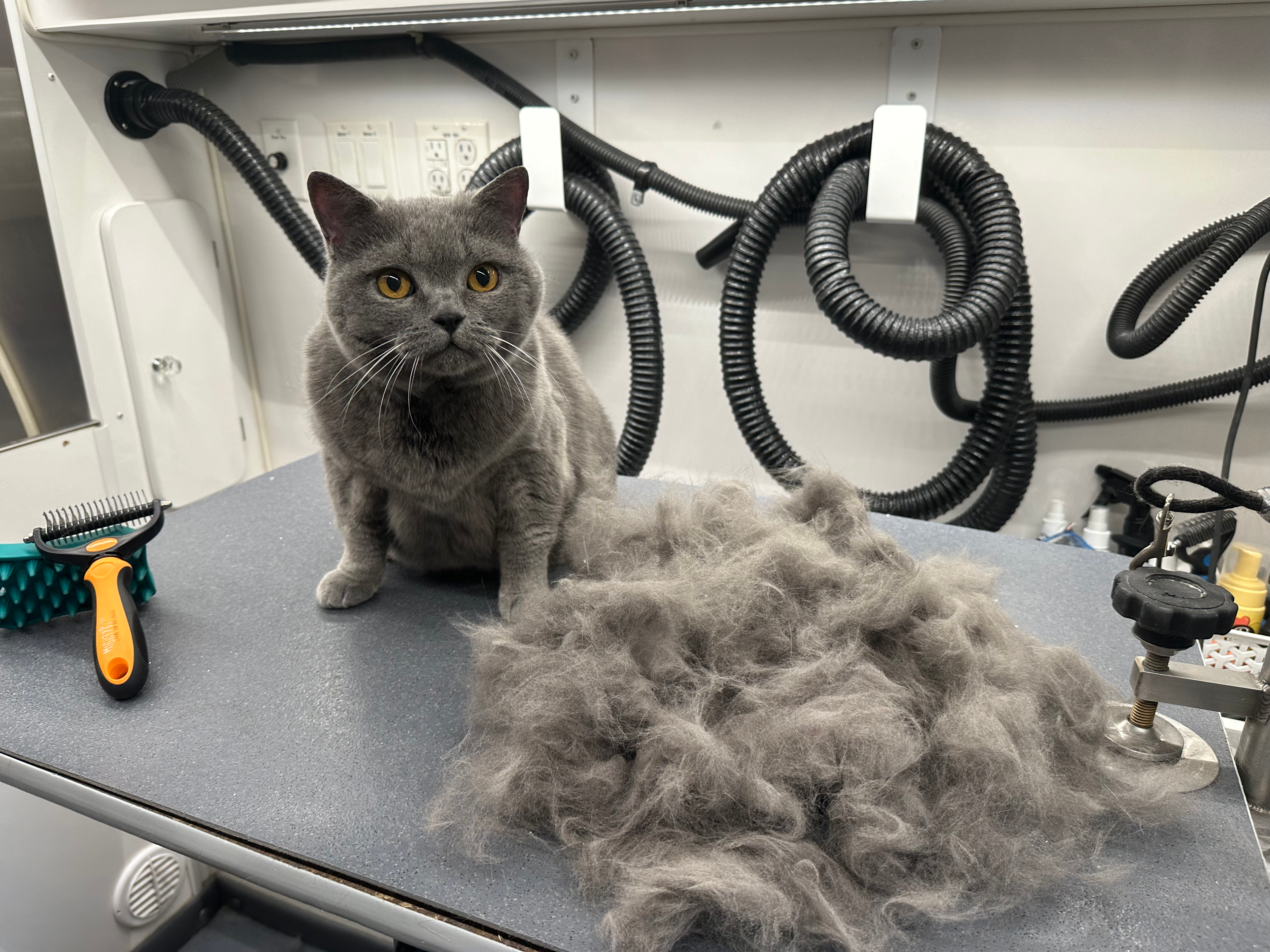 Cat grooming image from DapperTails Long Island page