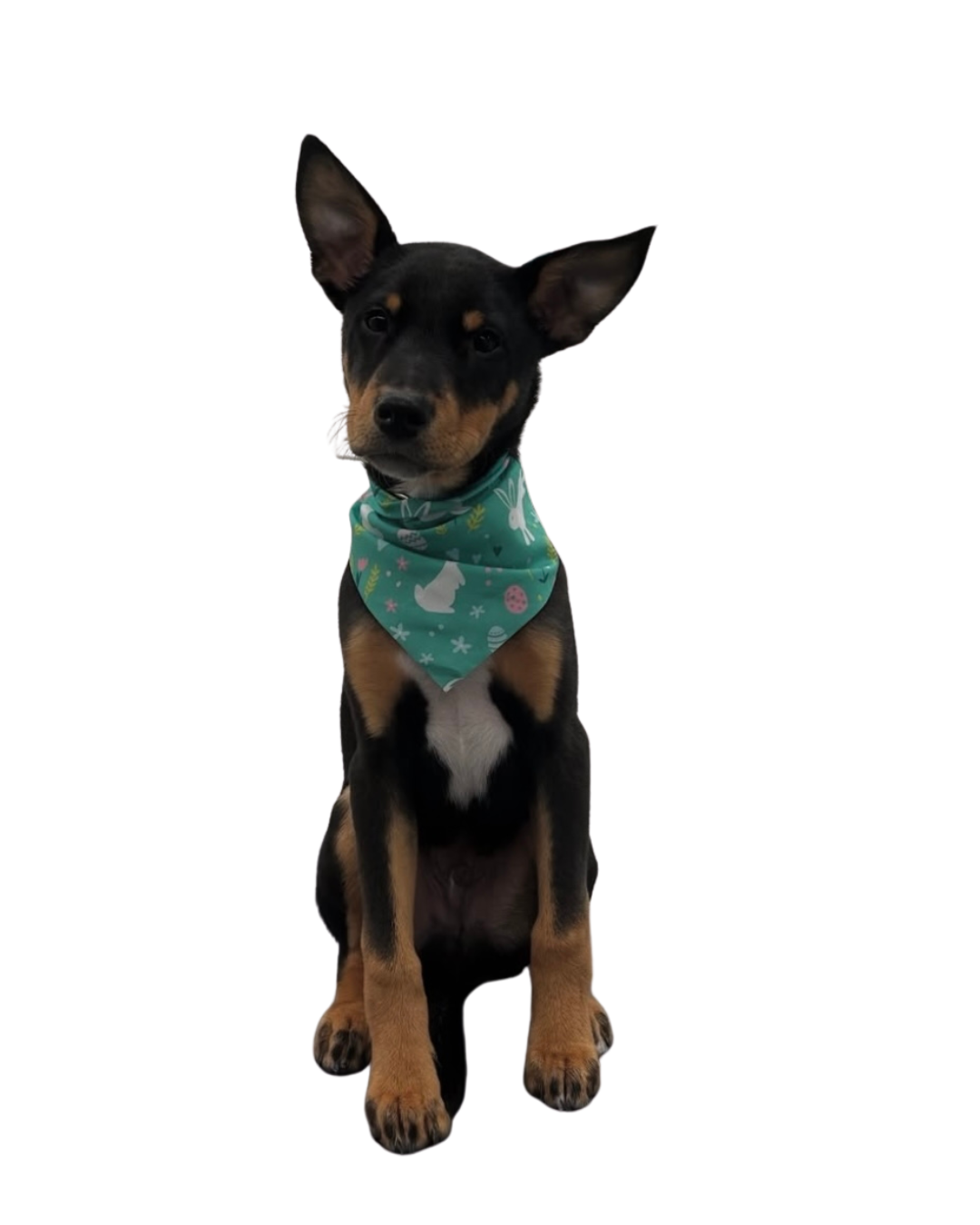 DapperTails Mobile Pet Grooming of Scottsdale