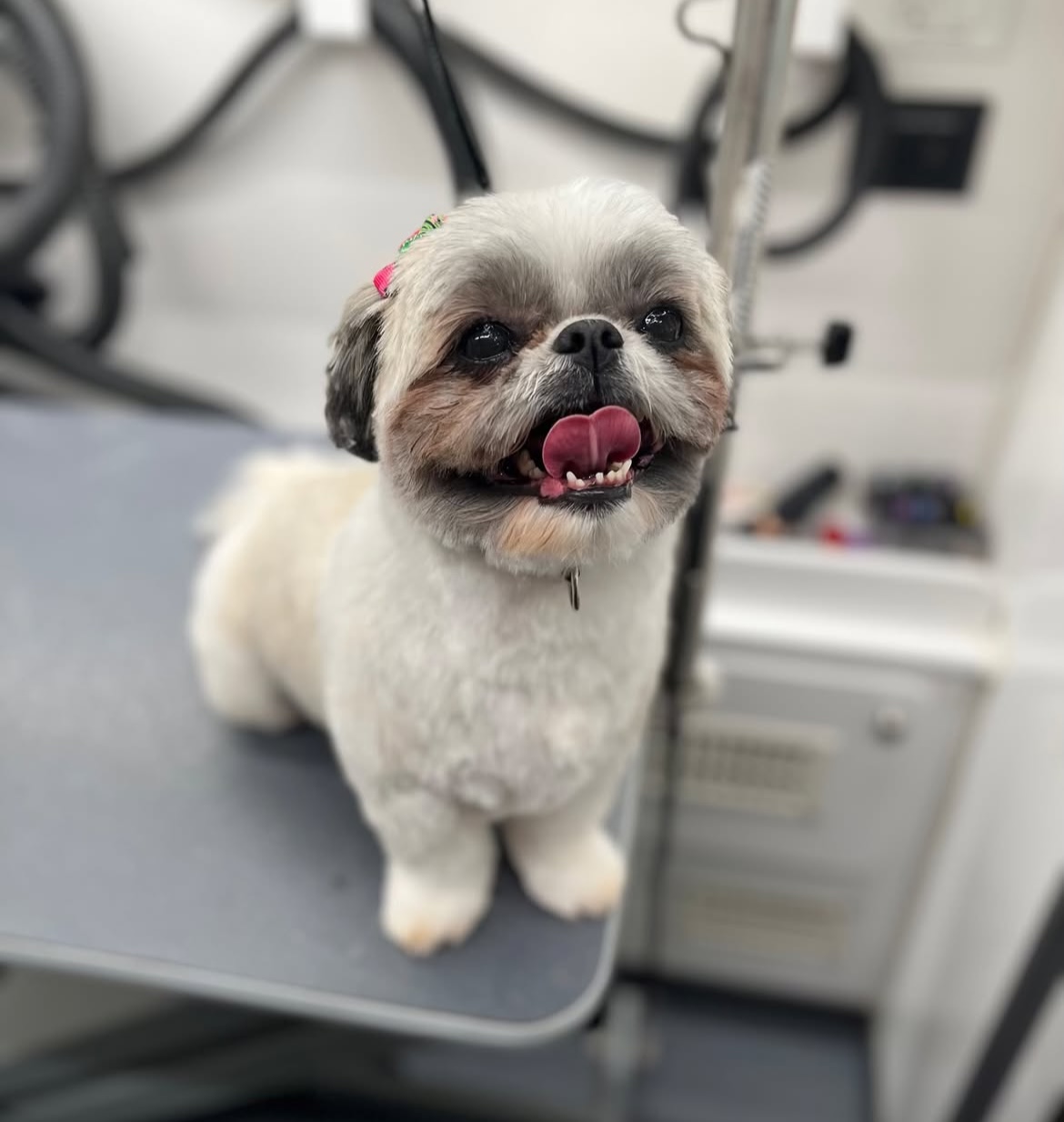 Dog bathing and coat care image from DapperTails Scottsdale page