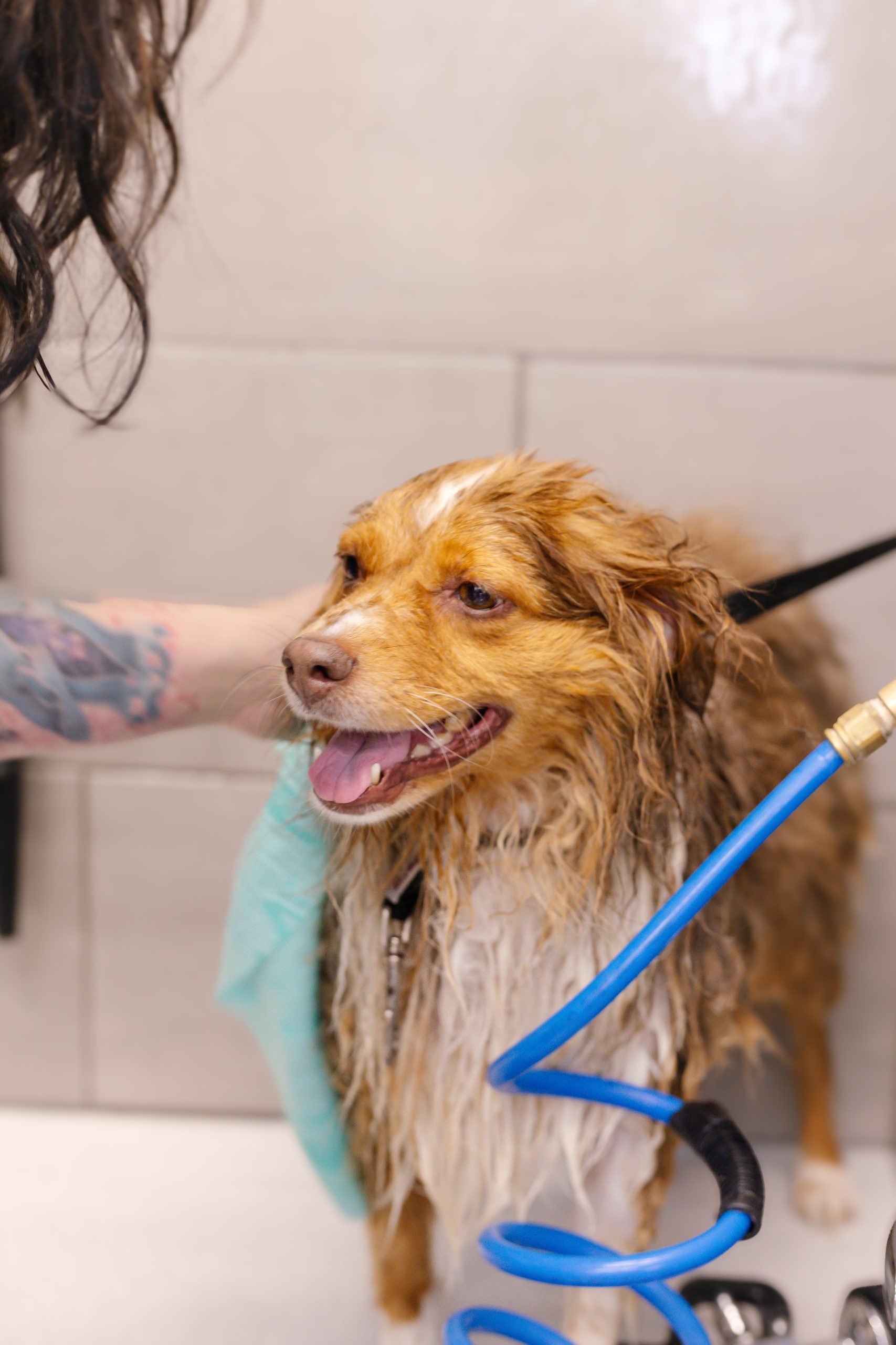 Dog receiving a full grooming service