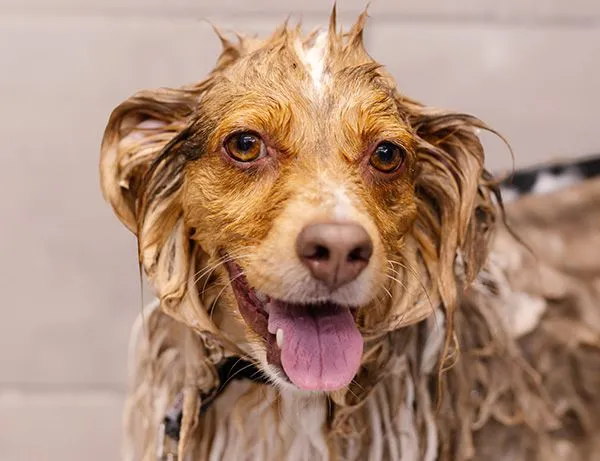 Dog receiving a brush and bath service