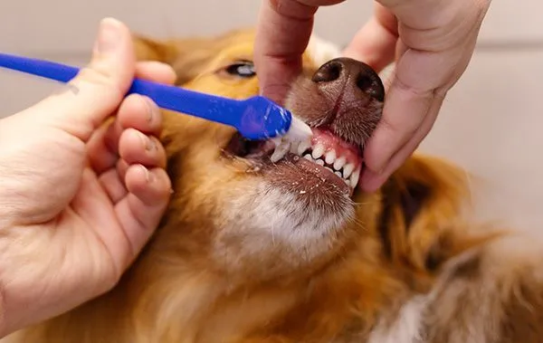 Pet teeth brushing add-on service