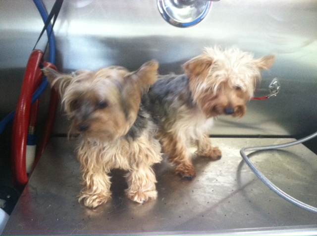 Before grooming example from DAWGMA