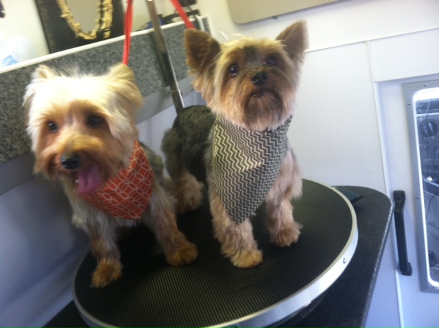 After grooming example from DAWGMA