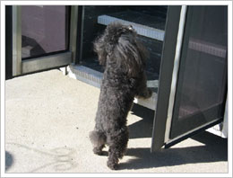 Dog waiting for grooming service from Denise's Doggie Do's