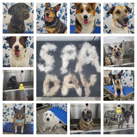 Dog from DFW Mobile Pet Spa LLC recent Facebook post