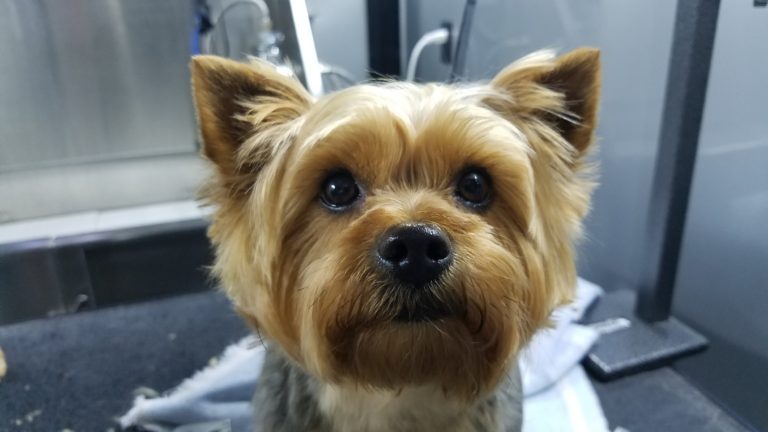 Groomed Yorkshire terrier
