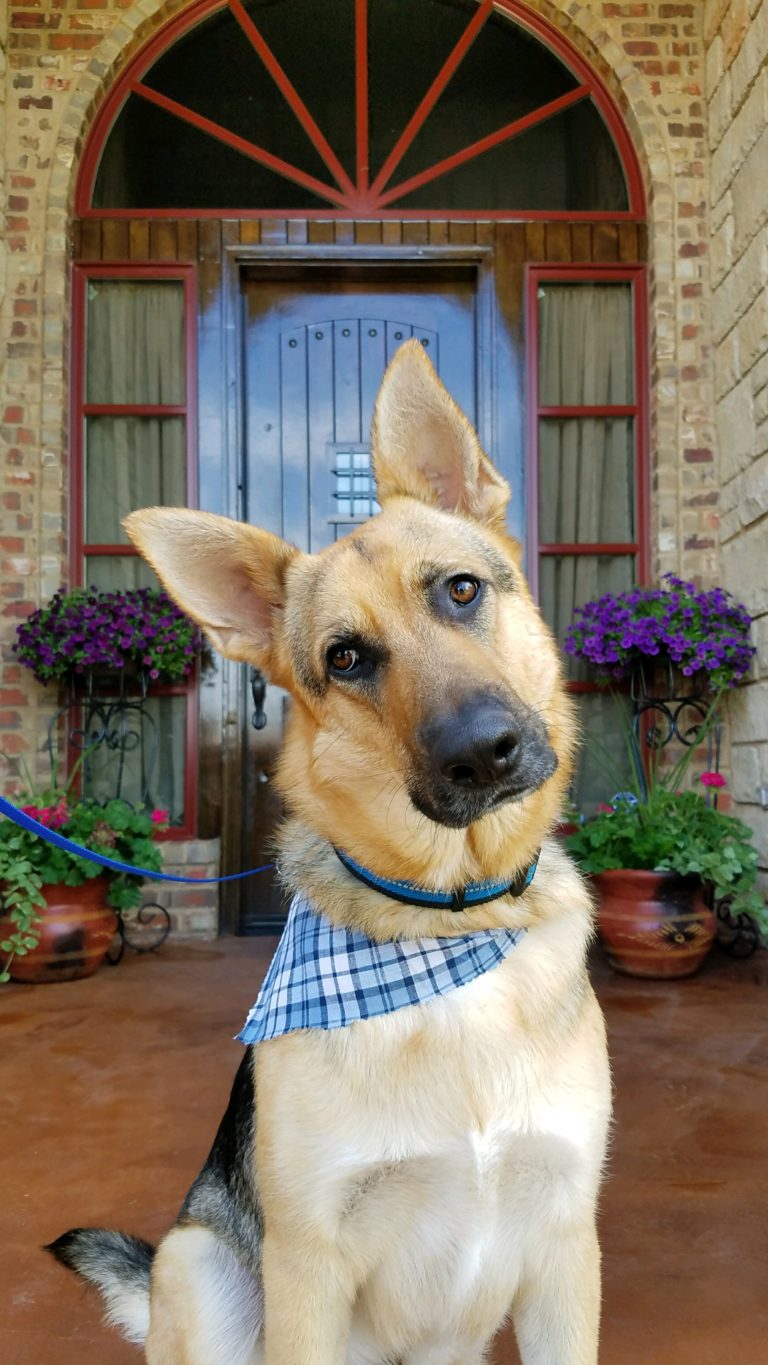 German shepherd after mobile grooming