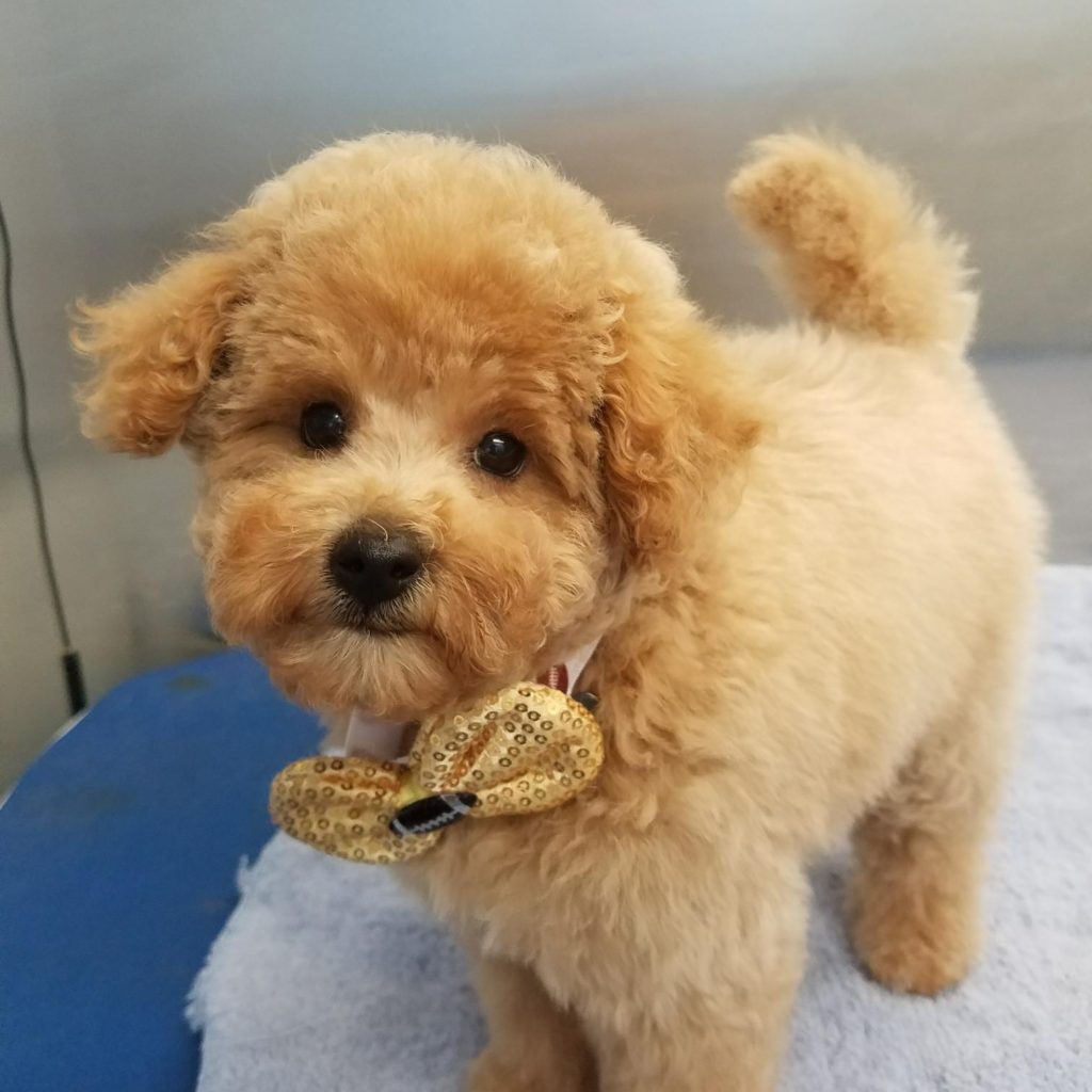 Puppy after grooming