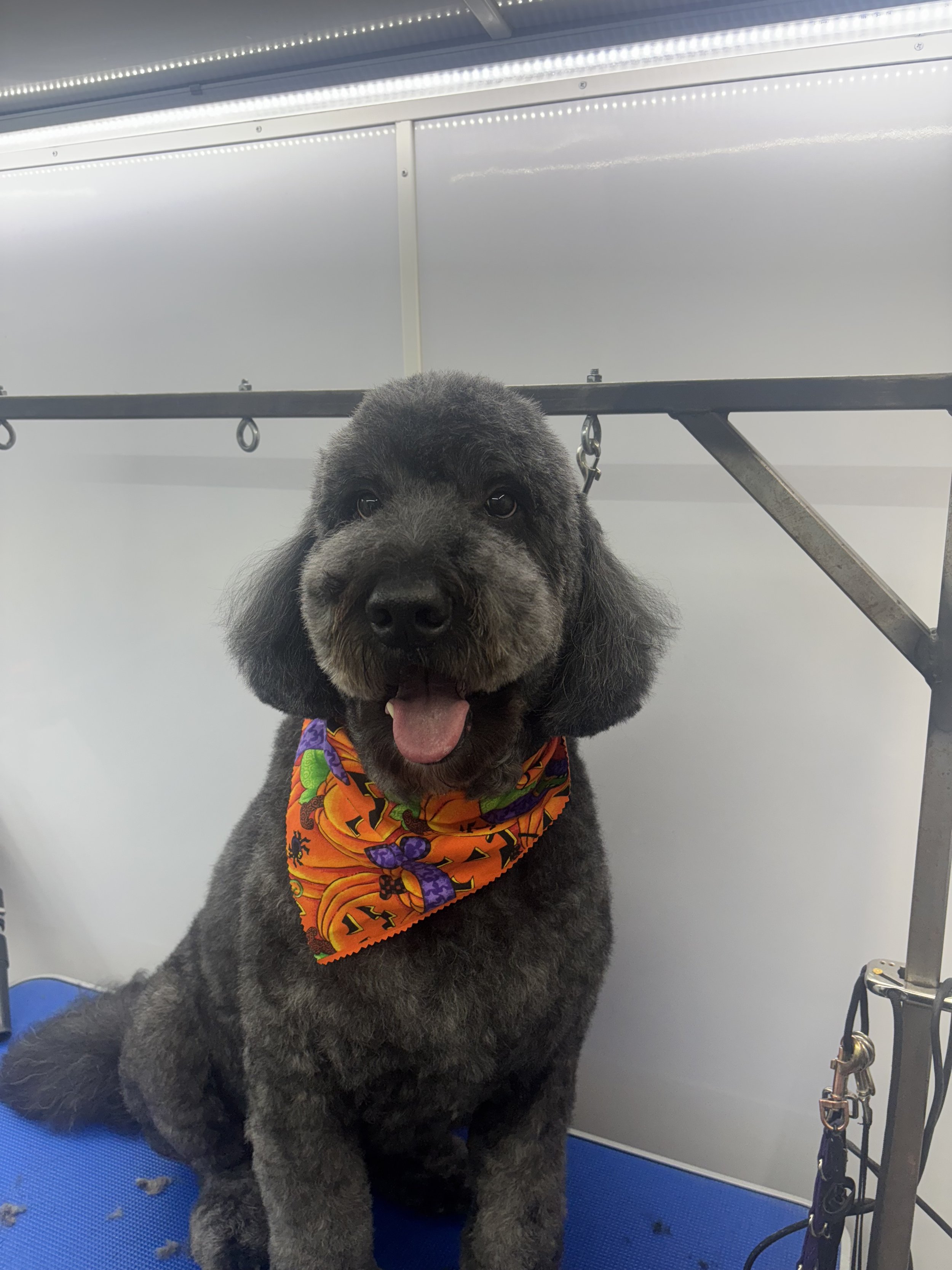 Dirty Critters Mobile Dog Grooming