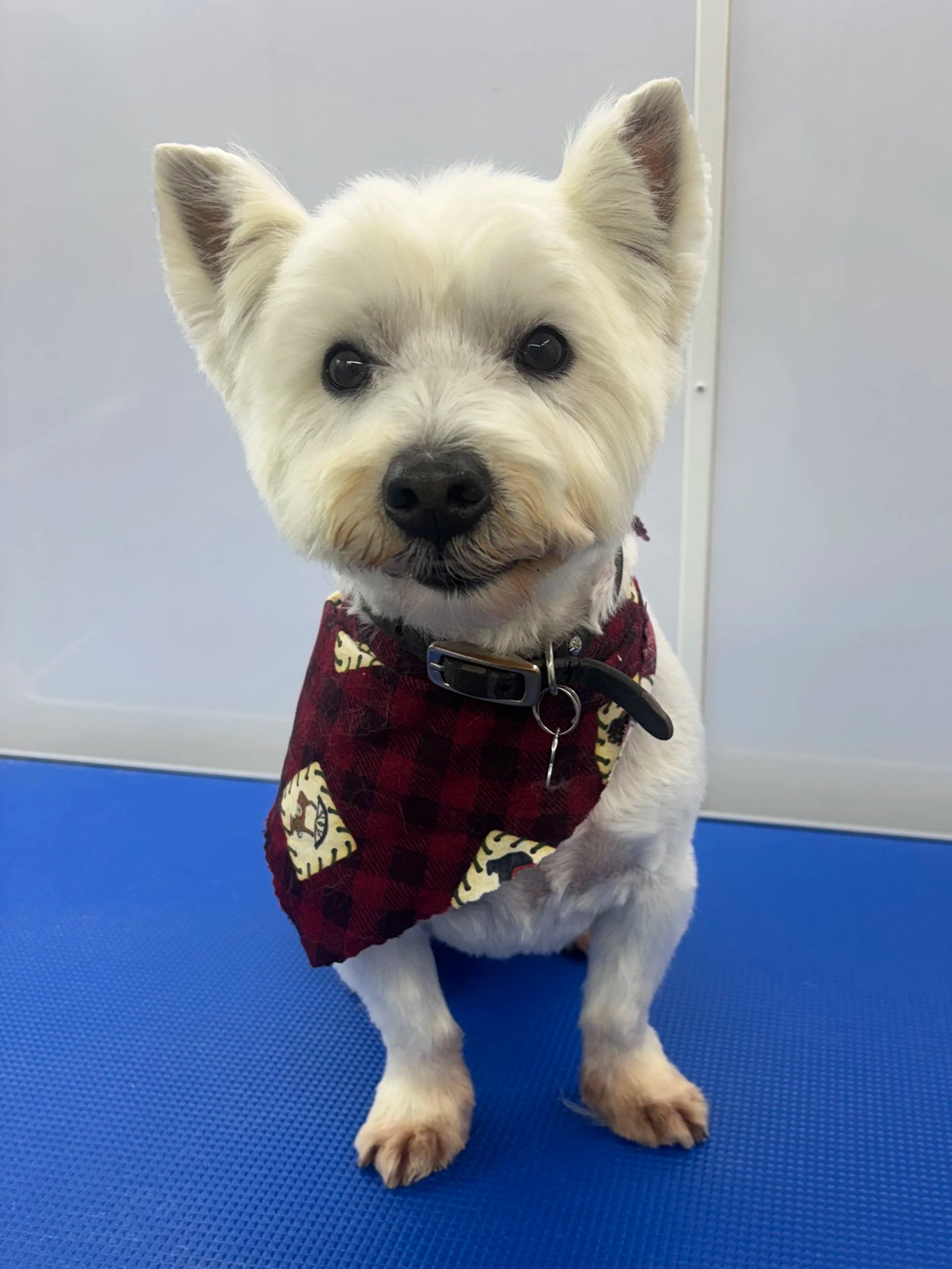 Groomed dog from Dirty Critters Mobile Dog Grooming