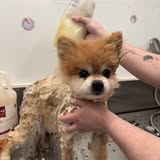 Recent pet grooming photo from Dirty Dawgs LLC Mobile Grooming