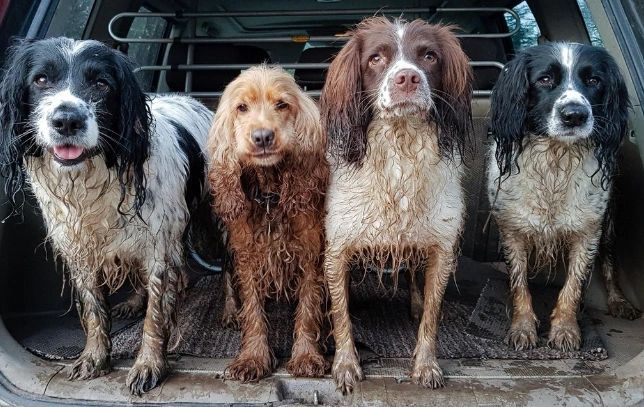 Dirty Dogs Mobile branded grooming van