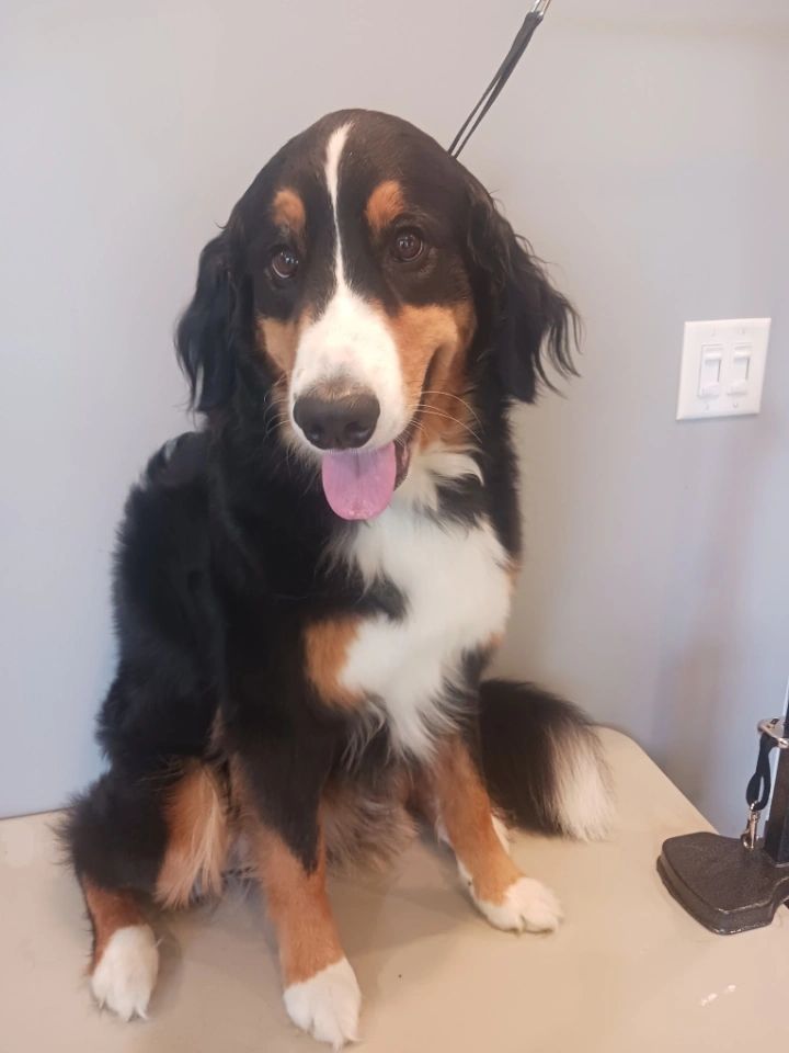 Dog grooming result from Dirty Dogs Mobile