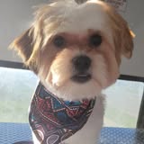 Groomed dog photo shared by Dirty Paws Mobile Grooming