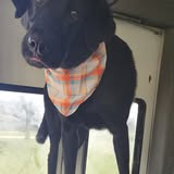 Dog grooming result from Dirty Paws Mobile Grooming