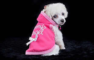 Dirty Paws Mobile Pet Grooming featured dog image