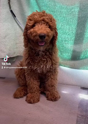 Pet photo from Dirty Paws Mobile Pet Grooming gallery