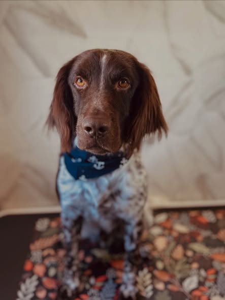 Recently groomed dog posted by Dirty Paws Wash and Grooming