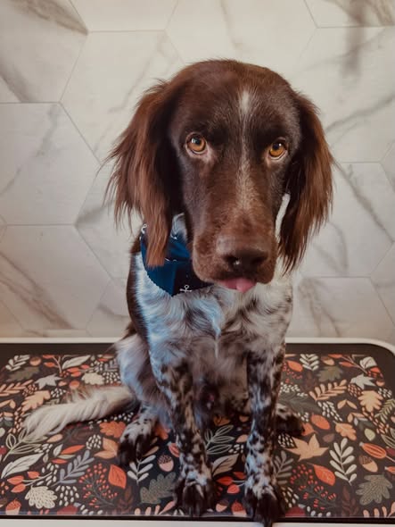 Dog grooming result from Dirty Paws Wash and Grooming