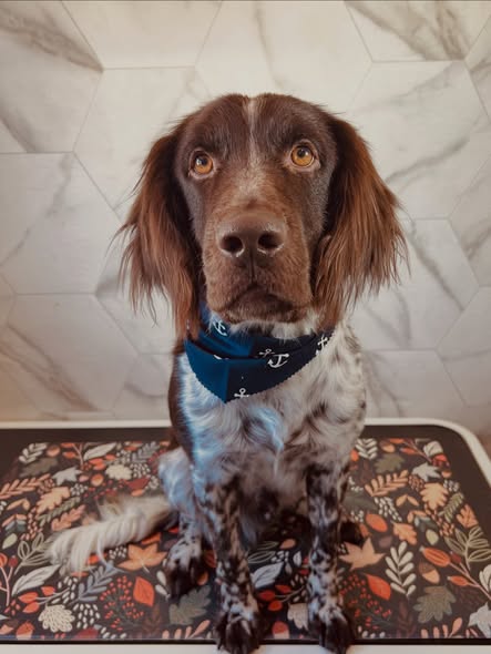 Dirty Paws Wash and Grooming client dog photo