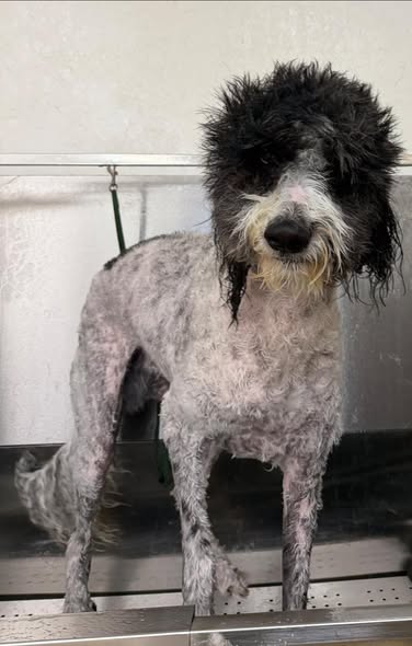 Recent dog grooming result from Diva Dogs Pet Grooming