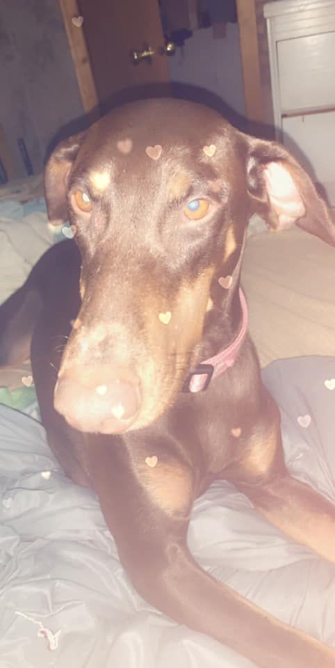 Dixie Clip Mobile Pet Grooming gallery image 1