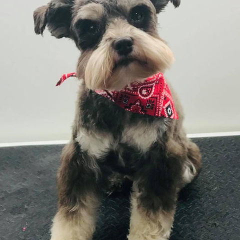 Close-up of a groomed dog after mobile appointment
