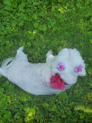 Dog Days Mobile Grooming service photo