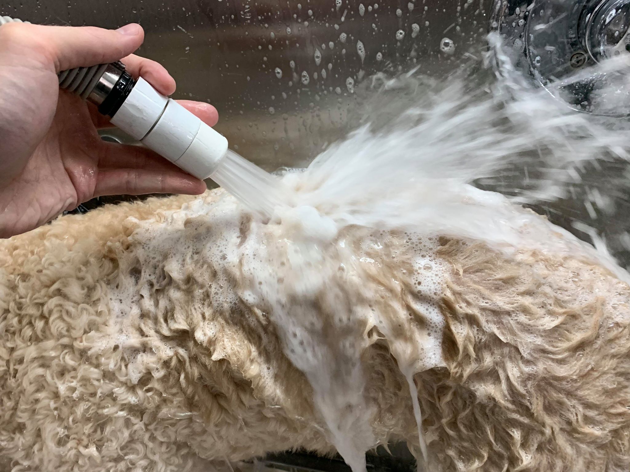 Dog People grooming service image