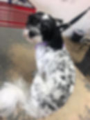 Freshly groomed dog from Dog Tags Mobile Grooming gallery