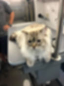 Cat grooming result from Dog Tags Mobile Grooming gallery