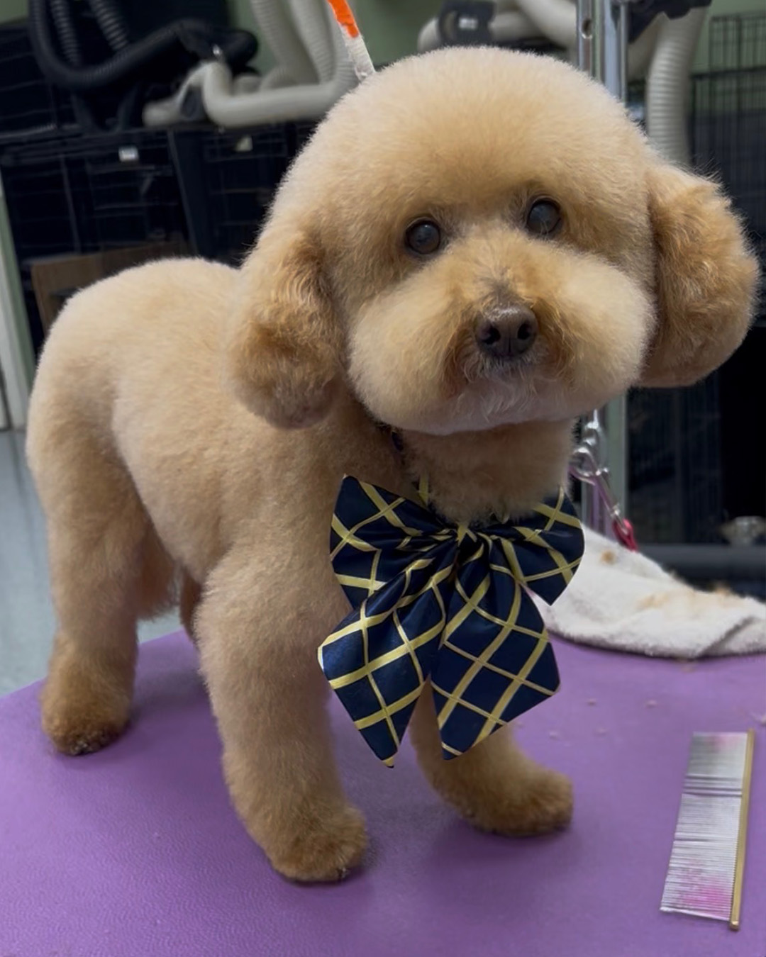 DogFather Grooming after photo of a groomed dog