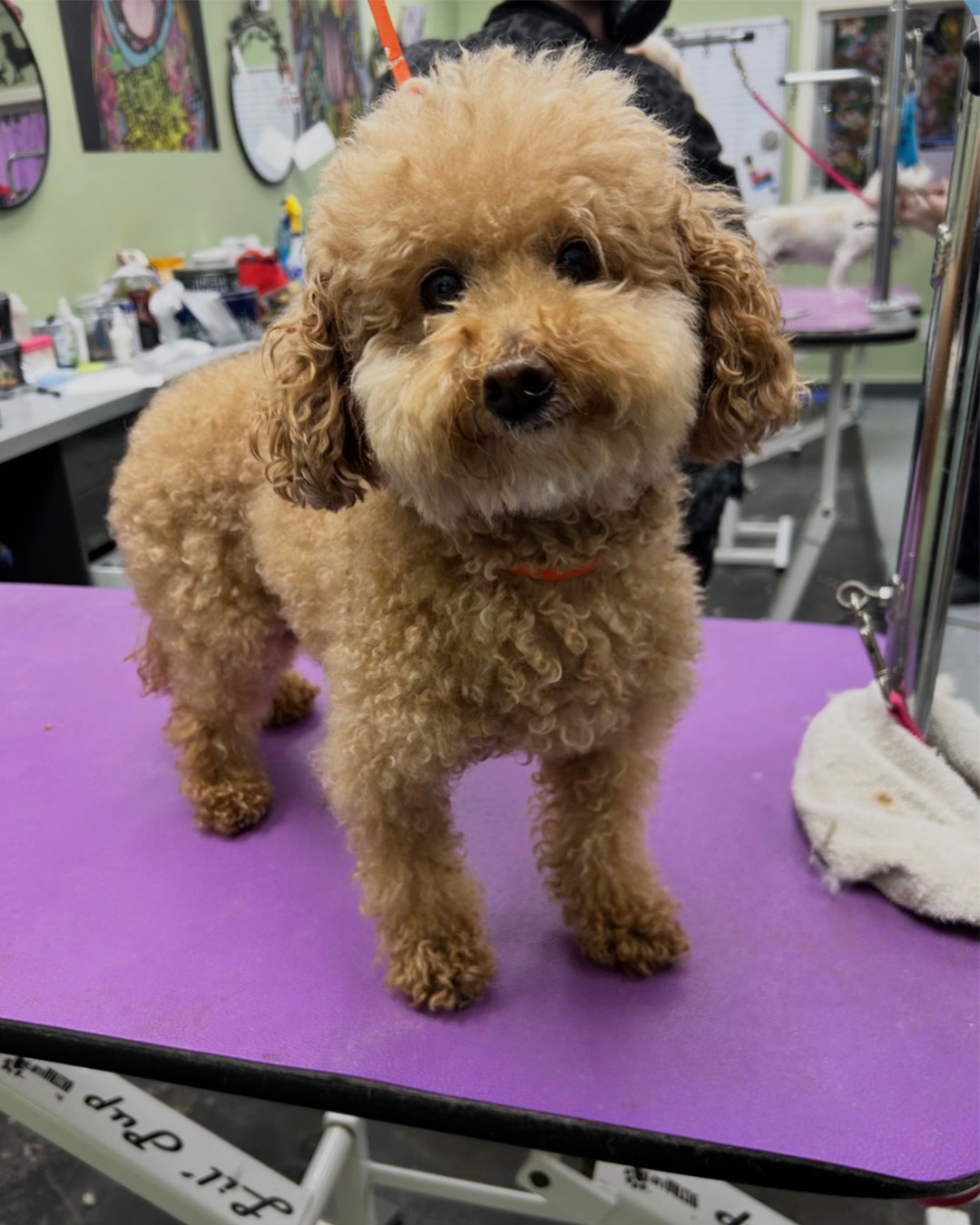 DogFather Grooming before photo of a dog prior to grooming