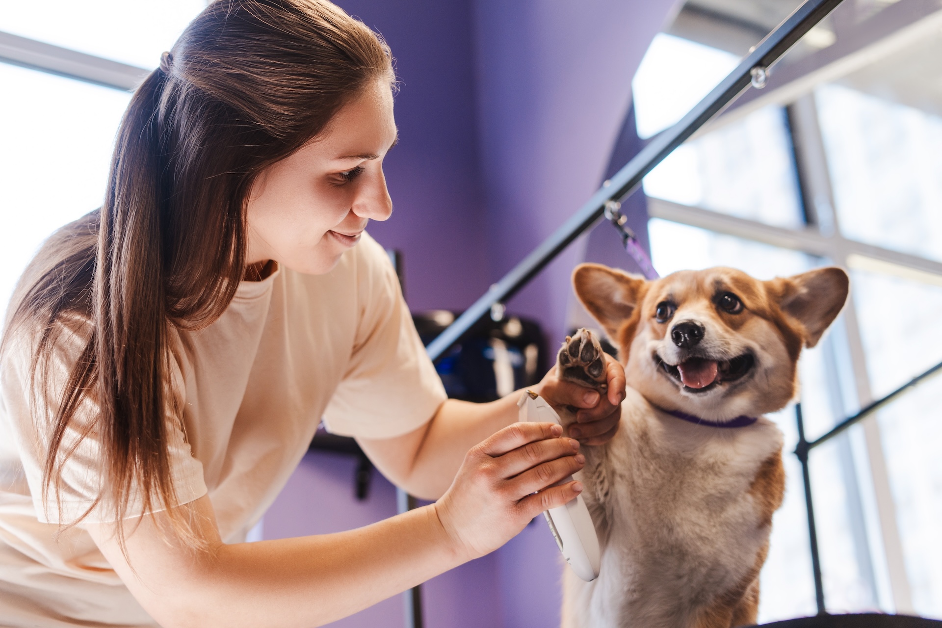 DogFather Grooming nail clipping service image