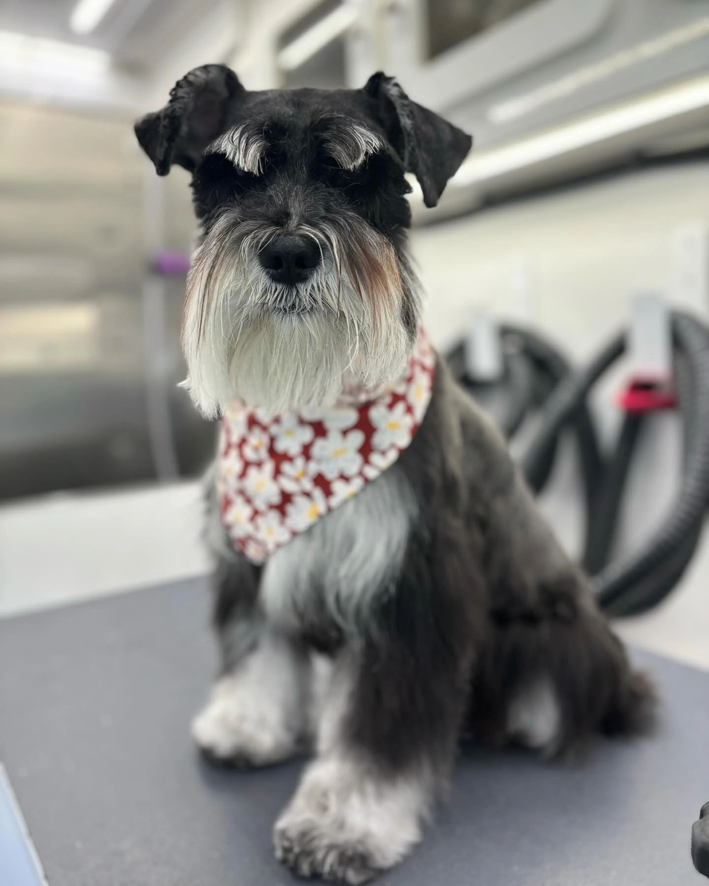 Doggie Barber Mobile Grooming