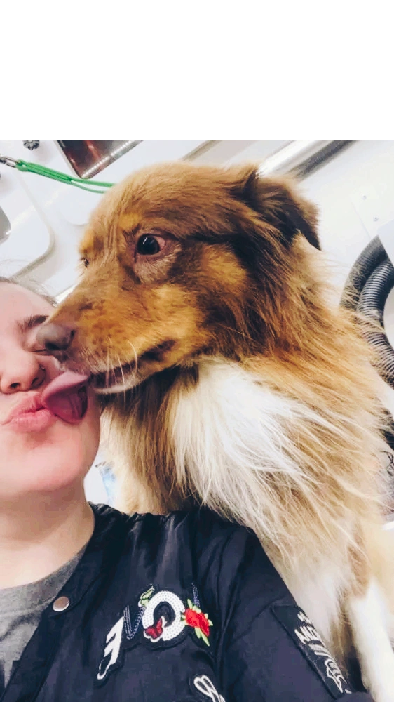 Doggie Barber Mobile Grooming care image