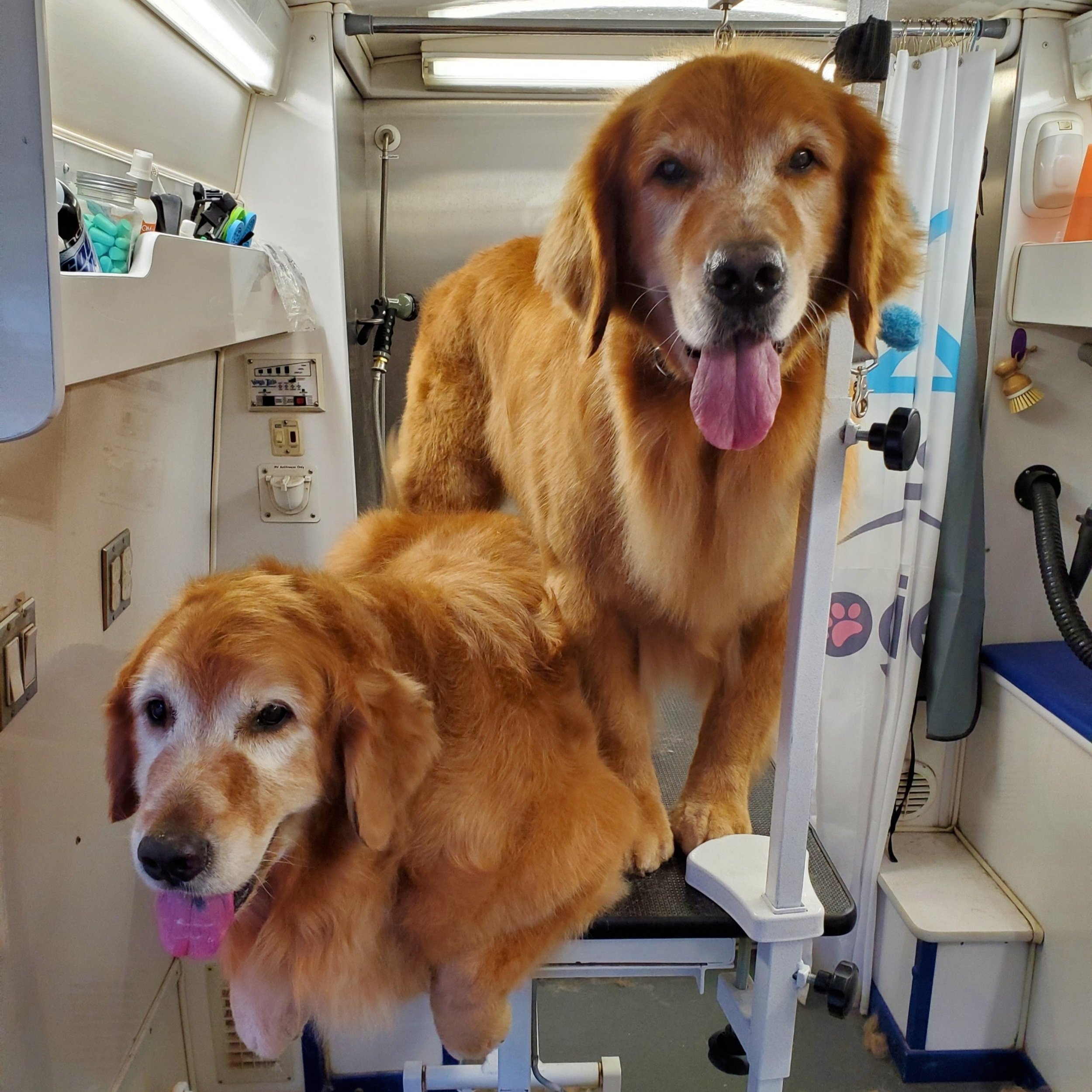 Dog after grooming by Doggie Den