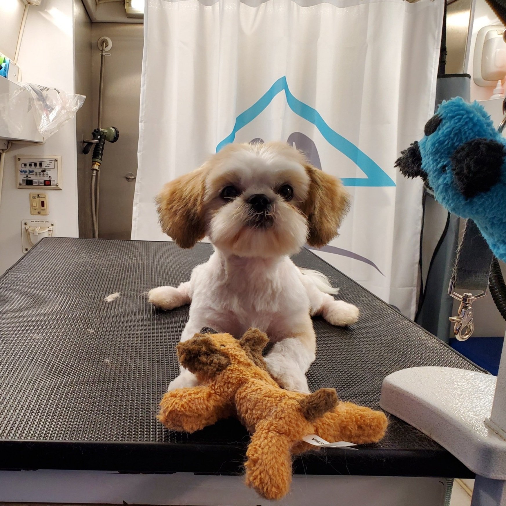 Another Doggie Den mobile grooming result