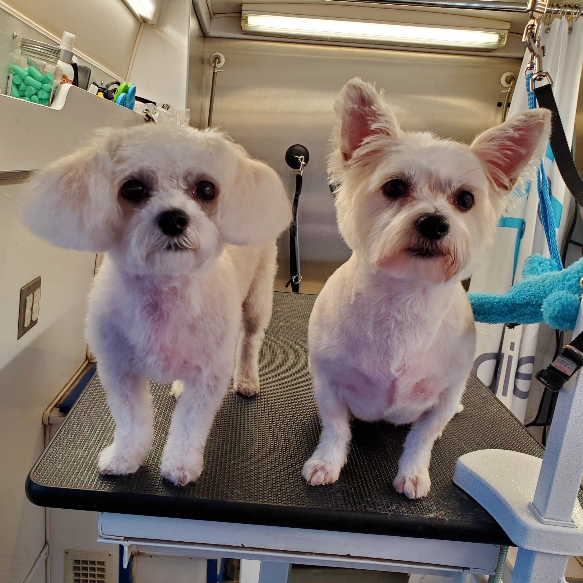 Doggie Den groomed client dog