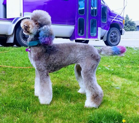Doggie Style Mobile Grooming Salon groomed dog photo