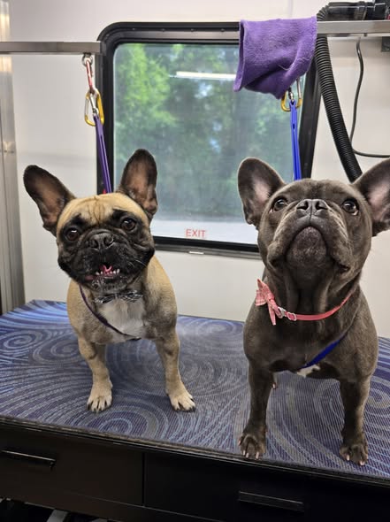 Doggie Styles Mobile LLC