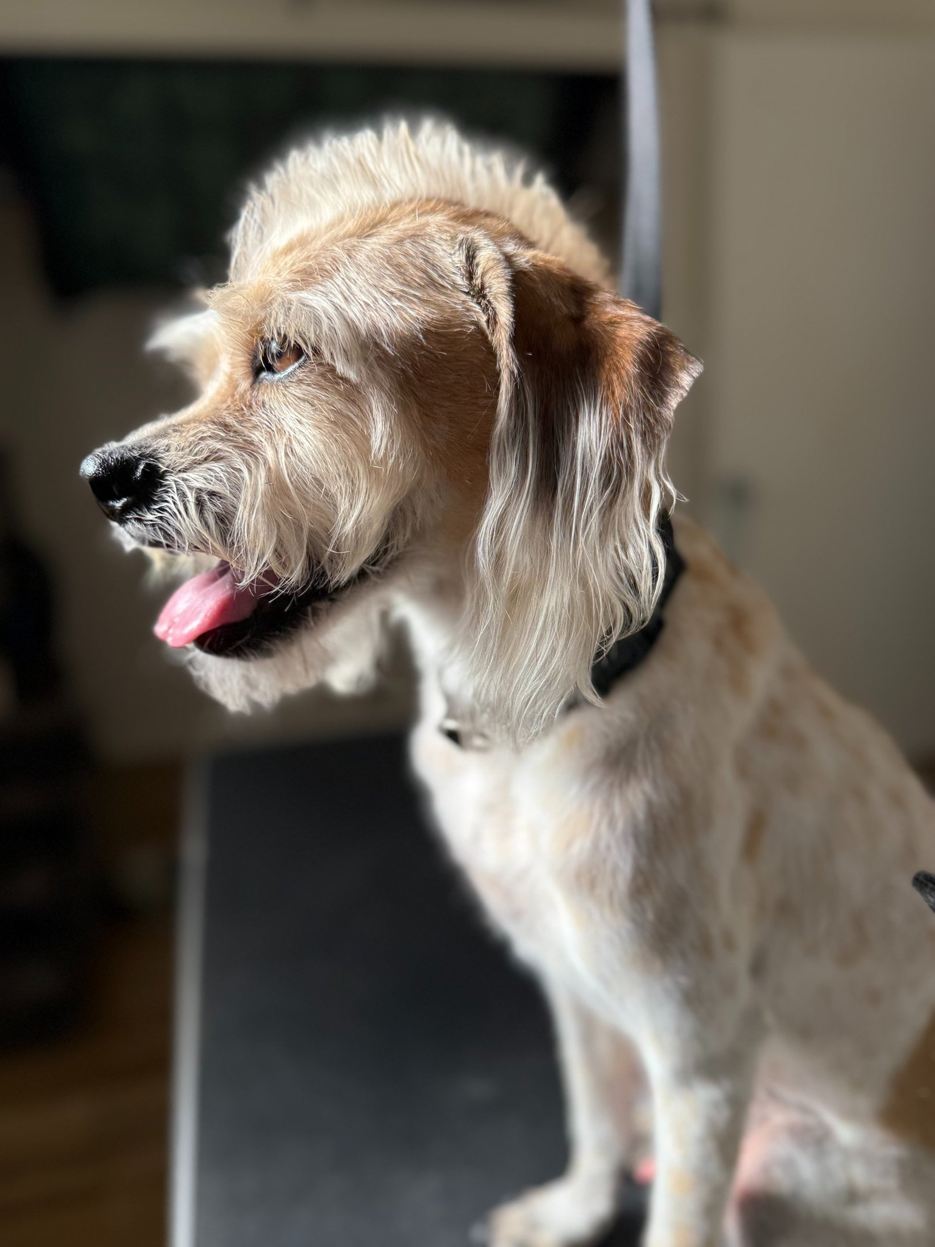 Doggie Stylz Grooming