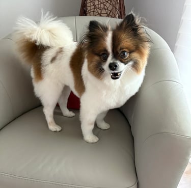 Customer dog photo on Doggie Stylz Grooming site