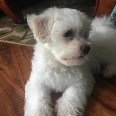 Styled dog shown on Doggie Stylz Grooming site