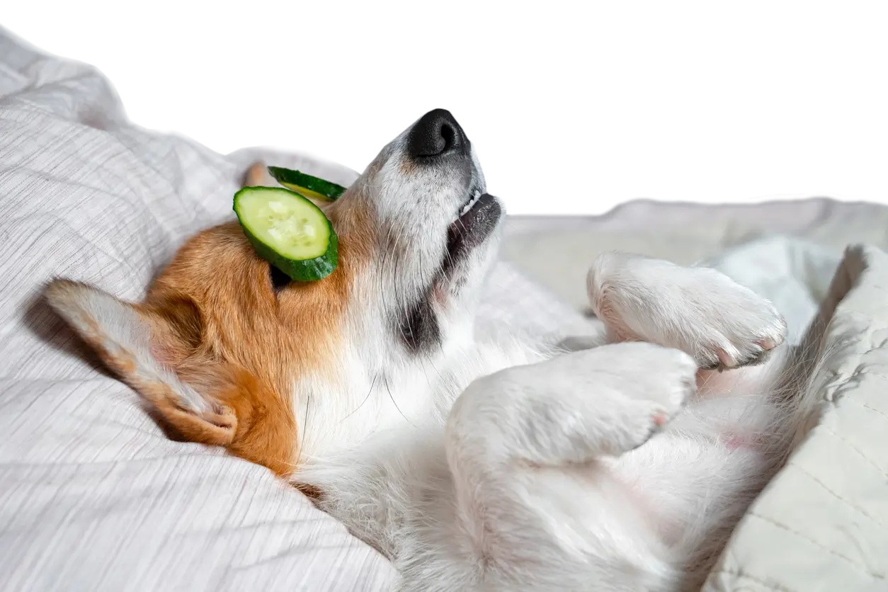 Doggie's Mobile Day Spa van