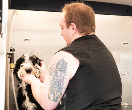 Doggy Dog World groomed dog photo from services page