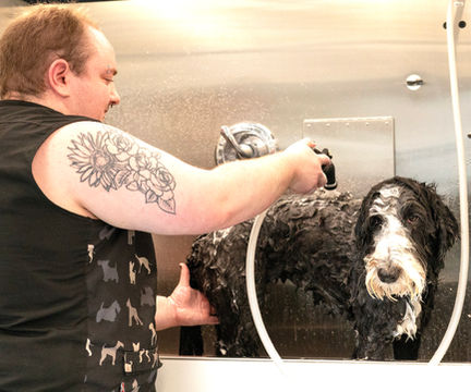 Another groomed dog photo from Doggy Dog World services page