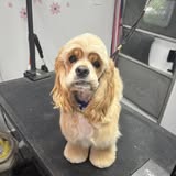Doggy Style Mobile Grooming gallery image 2