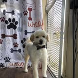 Archived Doggy Style Mobile Pet Grooming photo